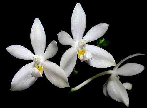 Phalaenopsis tetraspis